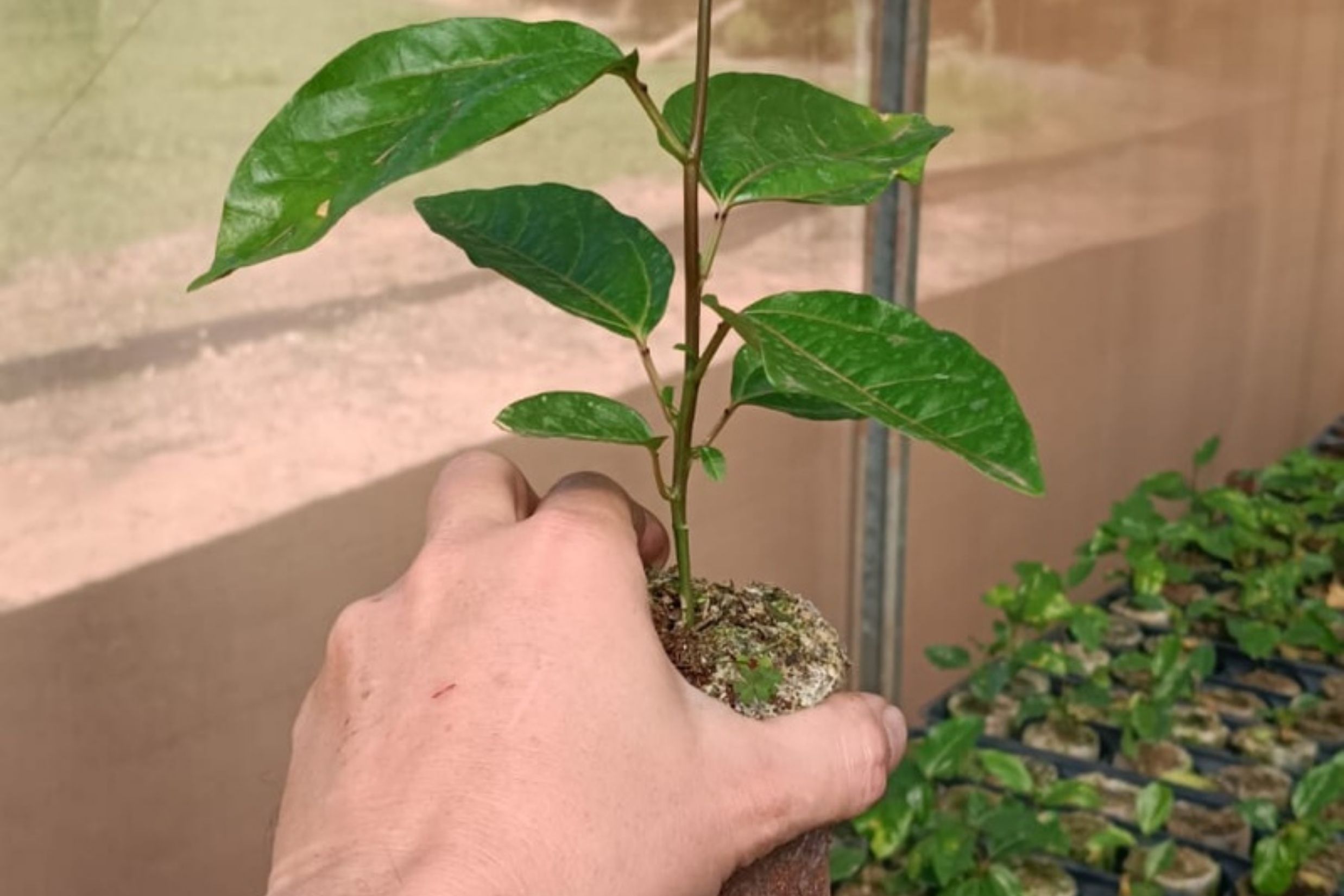 IAC impulsiona produção de maracujá para indústria e apoia agricultura familiar