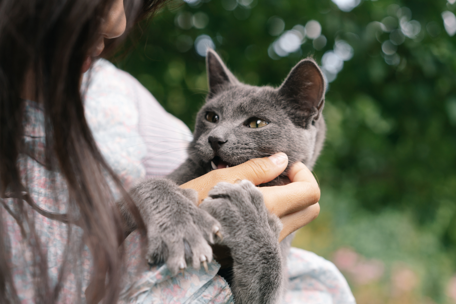 Segundo estudo, brincadeiras com gatos podem ser estresse disfarçado de diversão