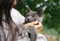 Segundo estudo, brincadeiras com gatos podem ser estresse disfarçado de diversão