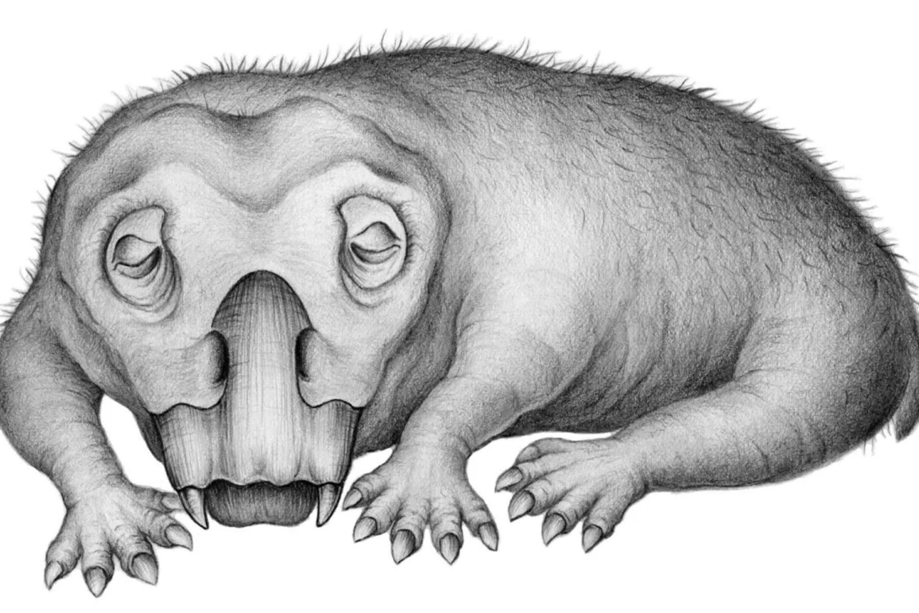 Descoberta incrível: o minúsculo animal que sobreviveu à pior extinção da Terra graças aos ovos