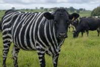 Cientistas pintam vacas com listras de zebras para resolver mistério de 150 anos