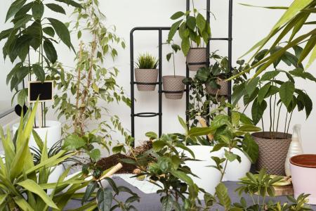 Jardim interno