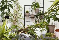 Vasos de flores saíram de moda: conheça a tendência de 2026 que transforma qualquer jardim