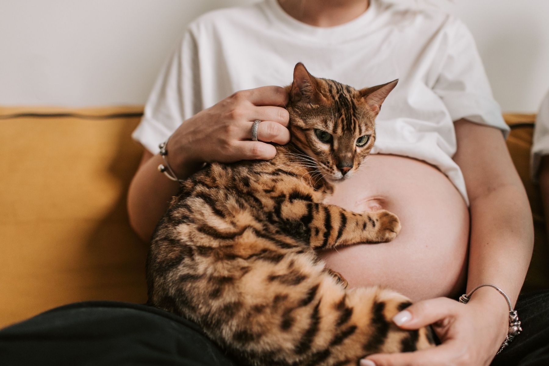 Médico do HU-UFJF esclarece dúvidas e mitos sobre a toxoplasmose