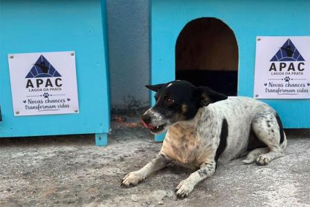 casinhas para cachorro lagoa da prata mg