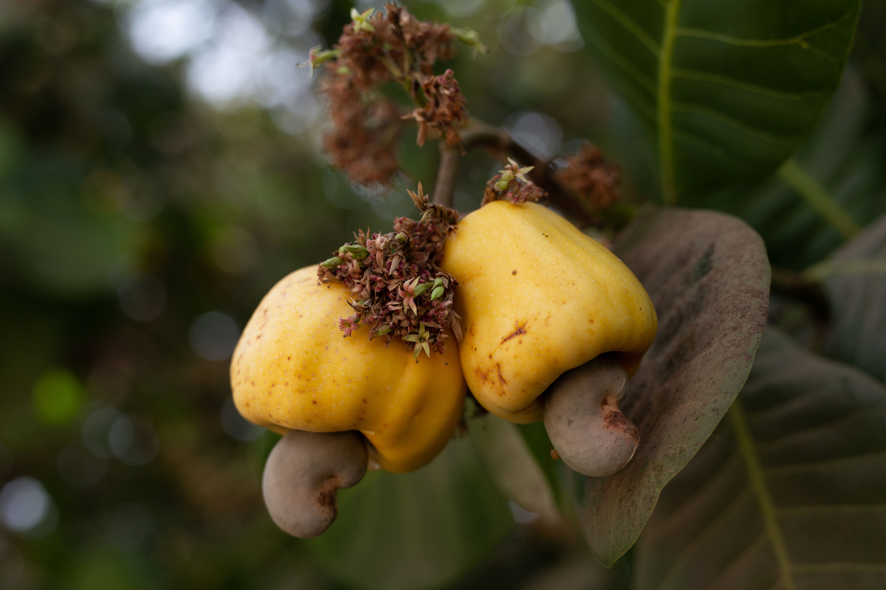 Projeto para desenvolver cajucultura e agricultura familiar de PE é apresentado ao MAPA