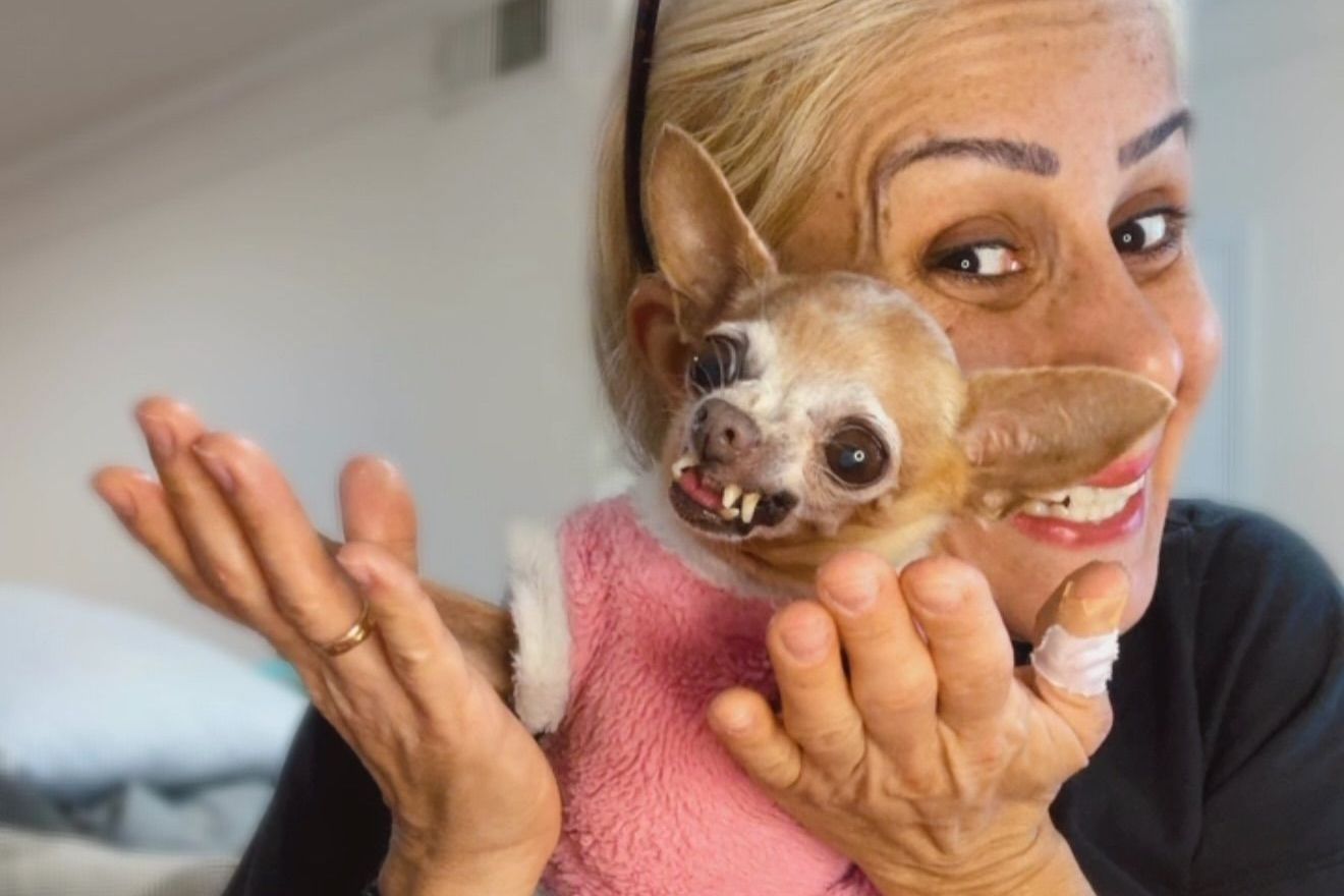 Pituca, pinscher famosa na internet, morre aos 12 anos