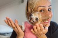 Pituca, pinscher famosa na internet, morre aos 12 anos