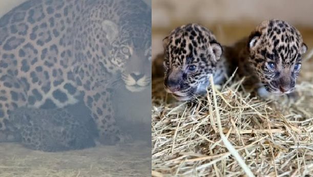 Onça-pintada dá à luz em criadouro localizado em Minas Gerais