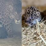 Onça-pintada dá à luz em criadouro localizado em Minas Gerais