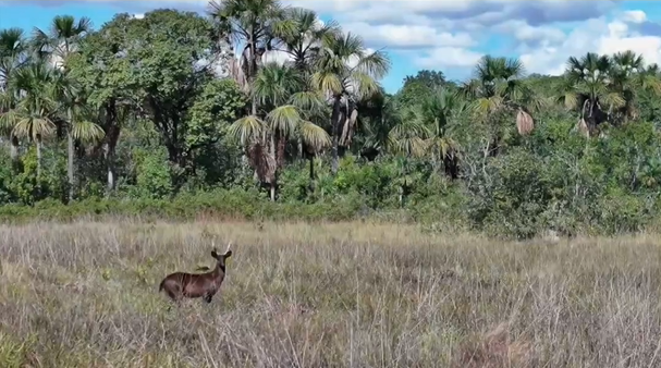 Animal raro é flagrado no Pantanal pela primeira vez