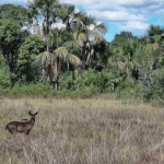Animal raro é flagrado no Pantanal pela primeira vez