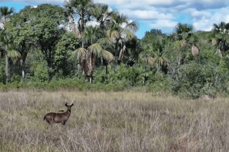 Animal raro é flagrado no Pantanal pela primeira vez