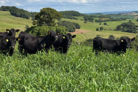 Vacas pretas pastam em uma área de pastagem verde.