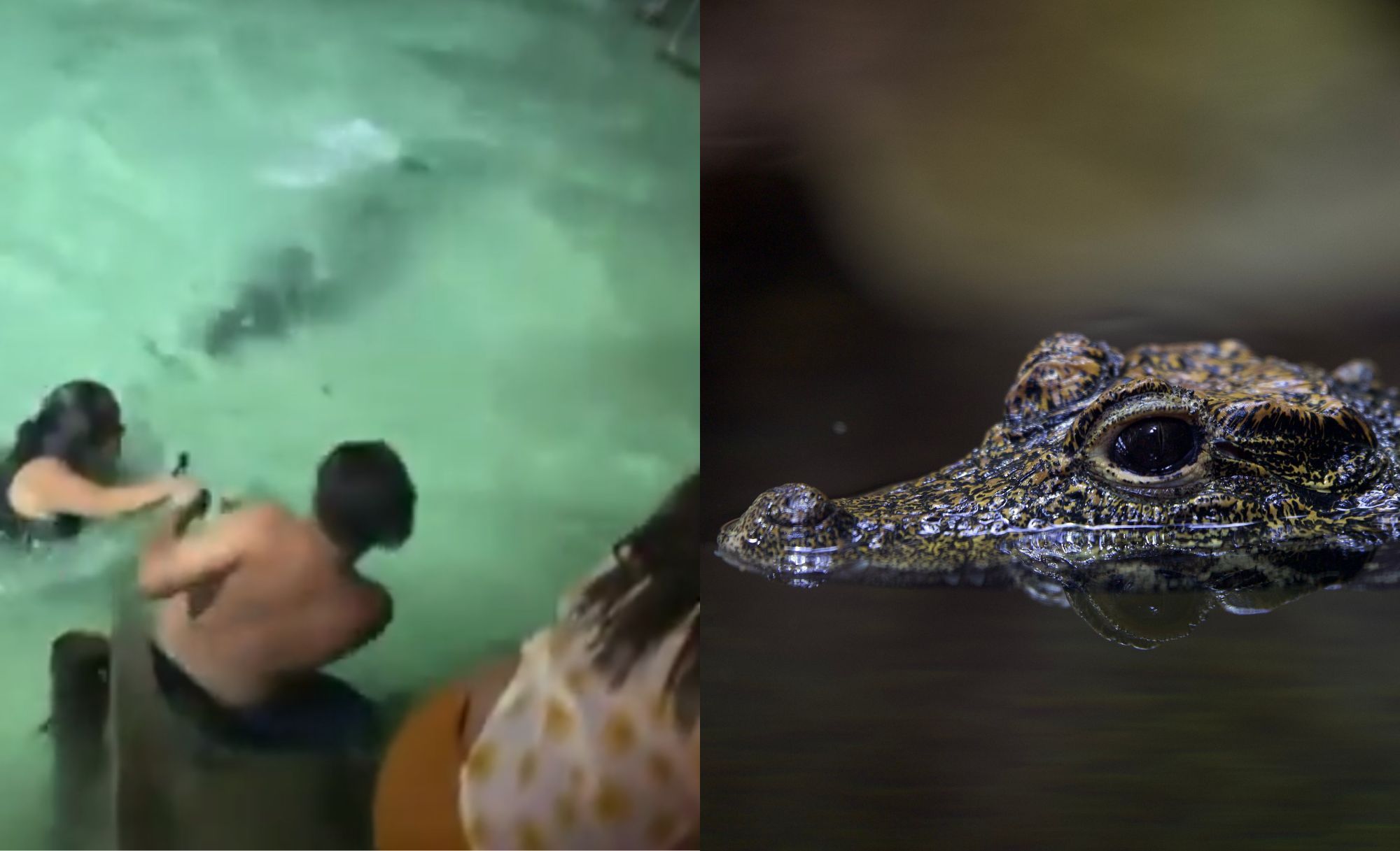 Vídeo: crocodilo invade piscina de resort e aterroriza banhistas