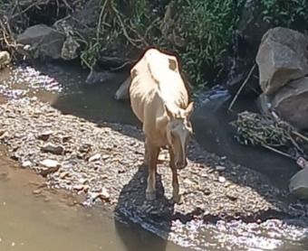 Cavalo às margens do Ribeirão do Carmo precisa de resgate em Mariana