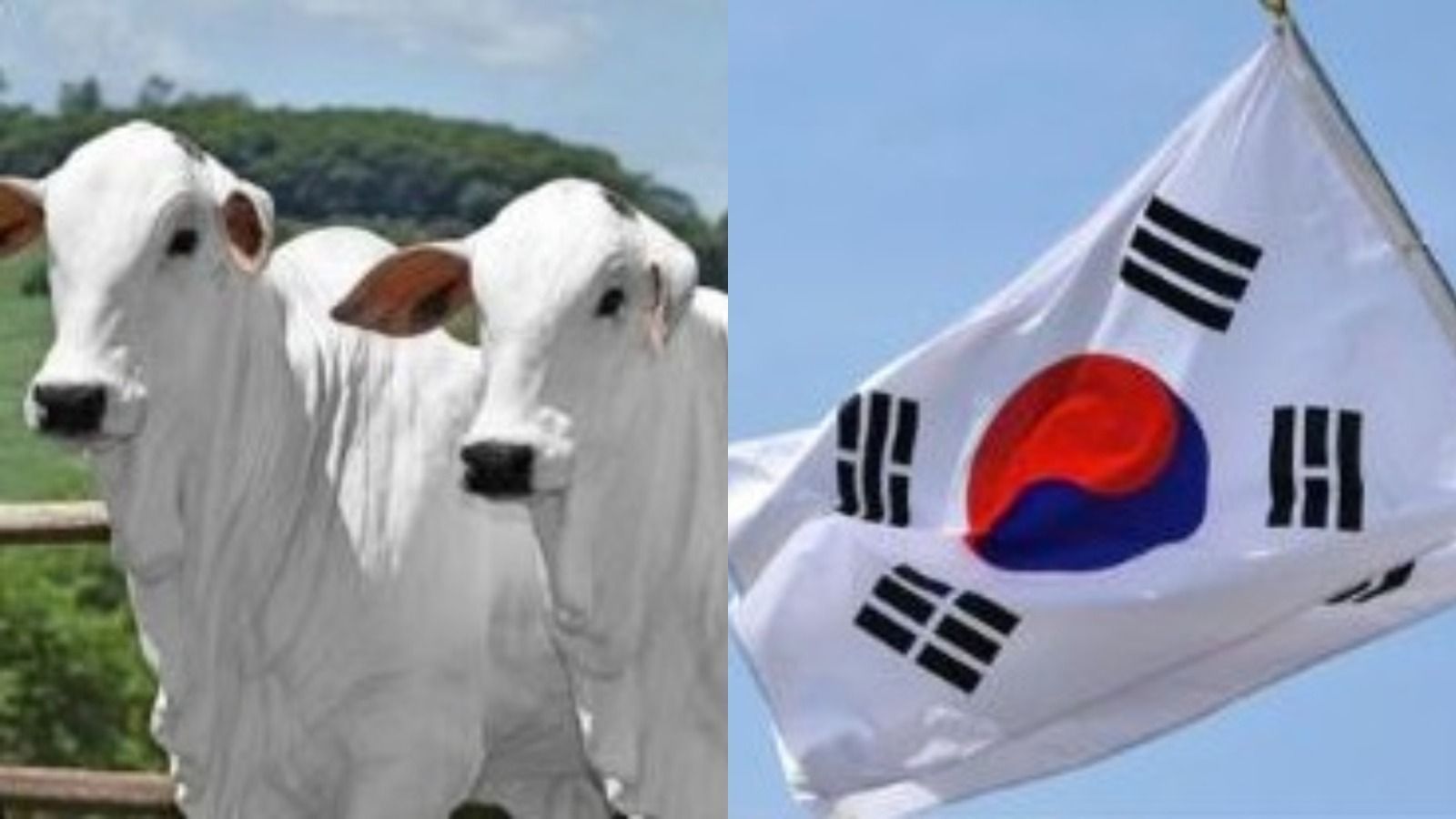 Valdir Barbosa: coreanos estão no Brasil avaliando a carne bovina para importação futura