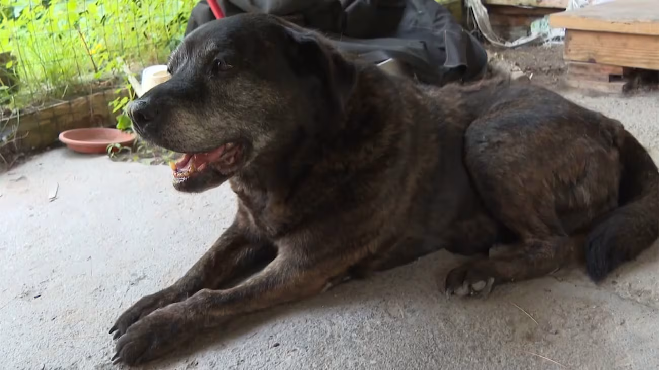 Ladrões invadem casa e levam cadela de 16 anos, mas fuga termina com reencontro emocionante