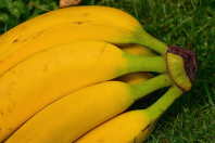 Casca de banana com vinagre: descubra o segredo do adubo caseiro que nutre plantas