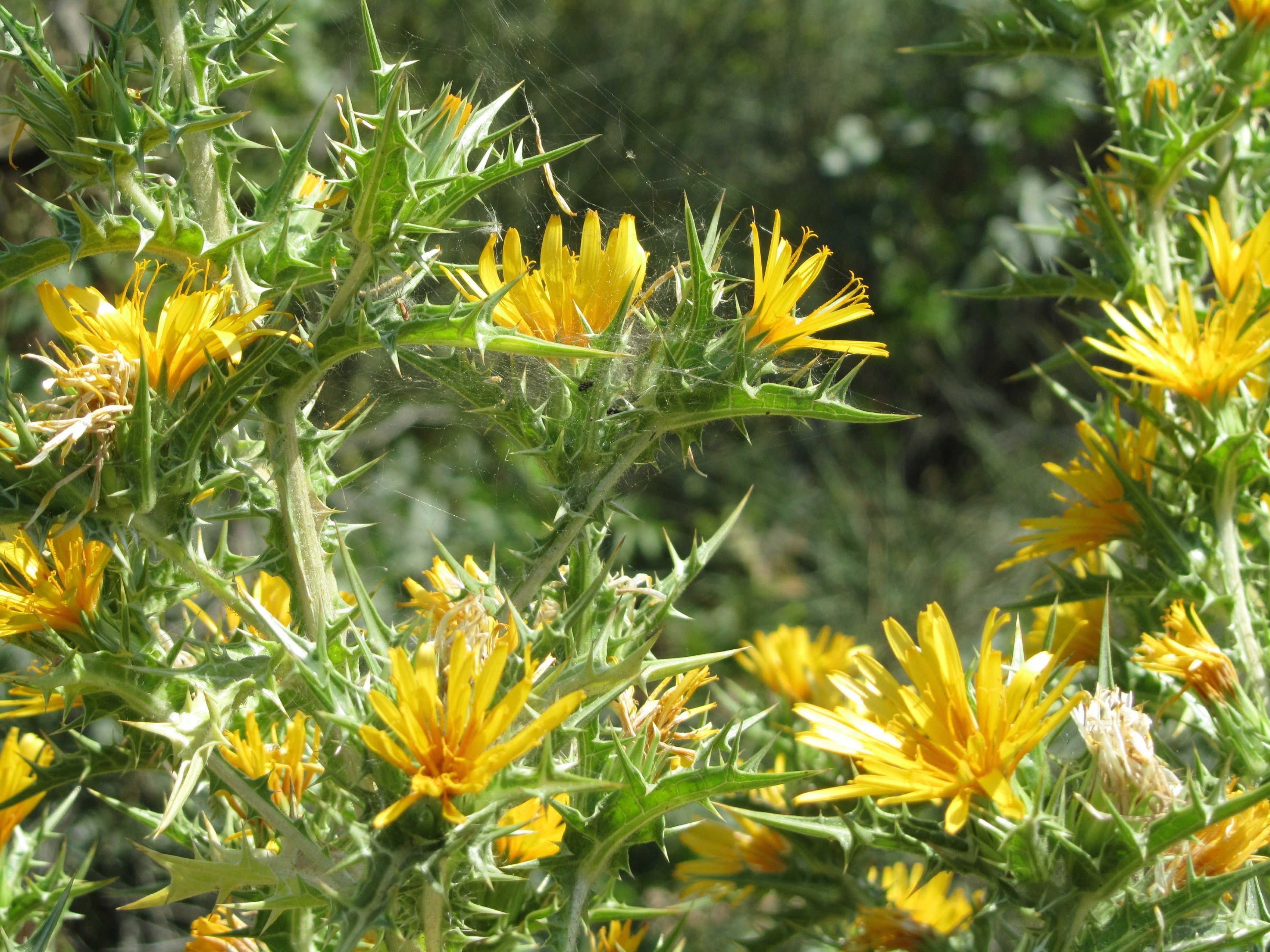 Rhodiola rosea: conheça 5 possíveis benefícios da chamada raiz de ouro