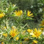 Rhodiola rosea: conheça 5 possíveis benefícios da chamada raiz de ouro