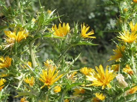 Conhecida como raiz dourada, a Rhodiola rosea é estudada por possíveis efeitos sobre fadiga, estresse e desempenho mental