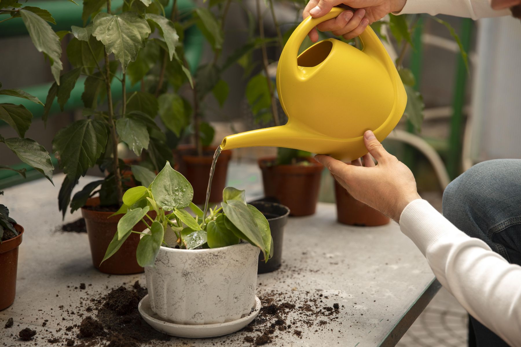 Qual é o melhor horário para regar as plantas no calor? Especialistas explicam