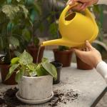 Qual é o melhor horário para regar as plantas no calor? Especialistas explicam