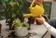 Qual é o melhor horário para regar as plantas no calor? Especialistas explicam