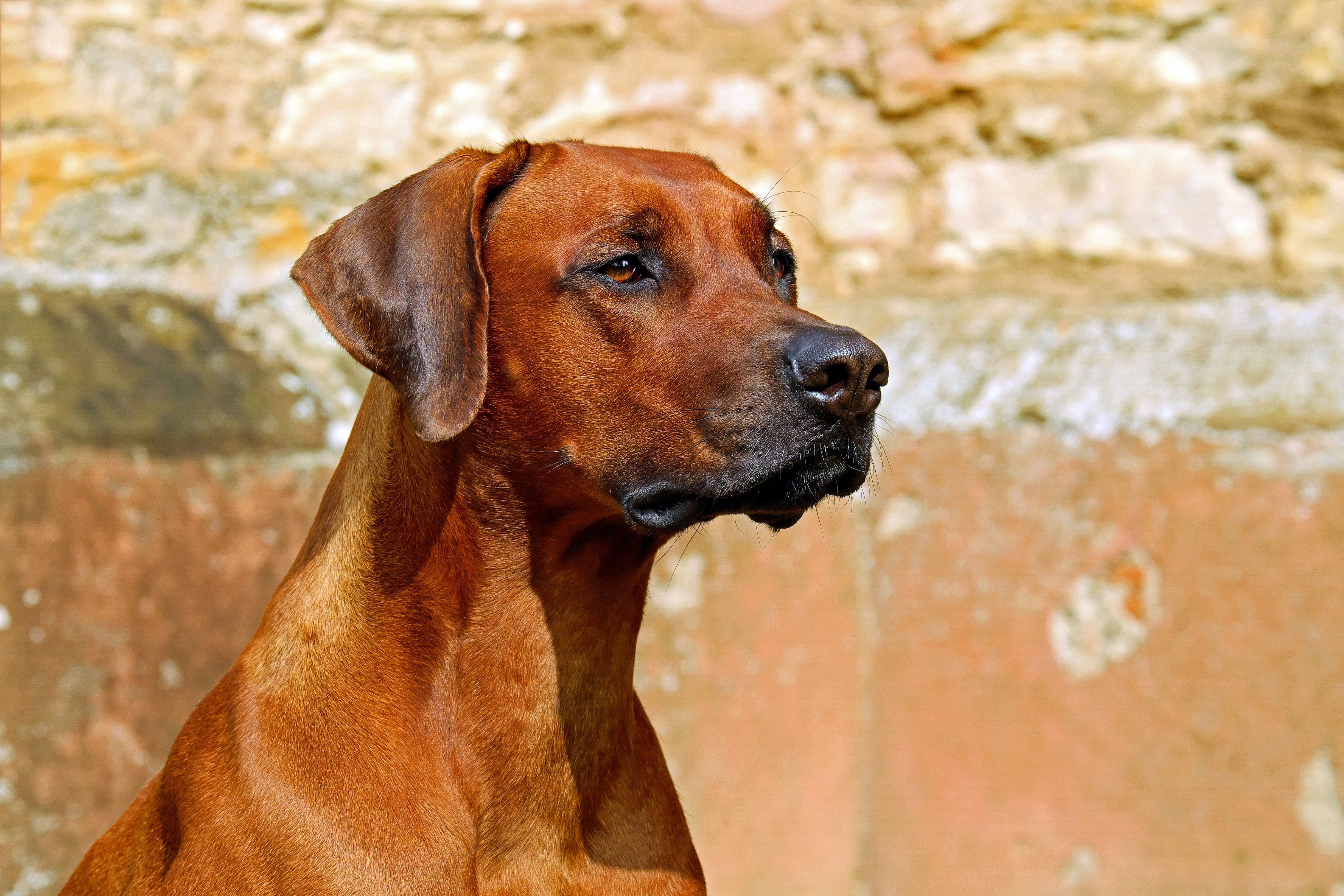 Varginha vacina mais de mil animais no início da Campanha Antirrábica