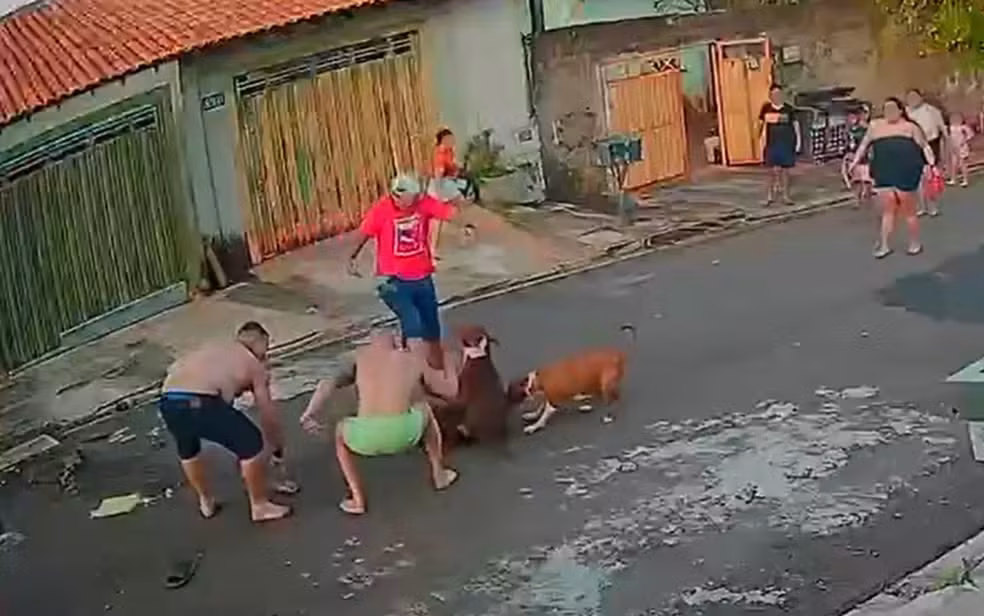 Tutor atinge pitbull com faca para defender cachorra durante ataque: 'O animal não tem culpa'
