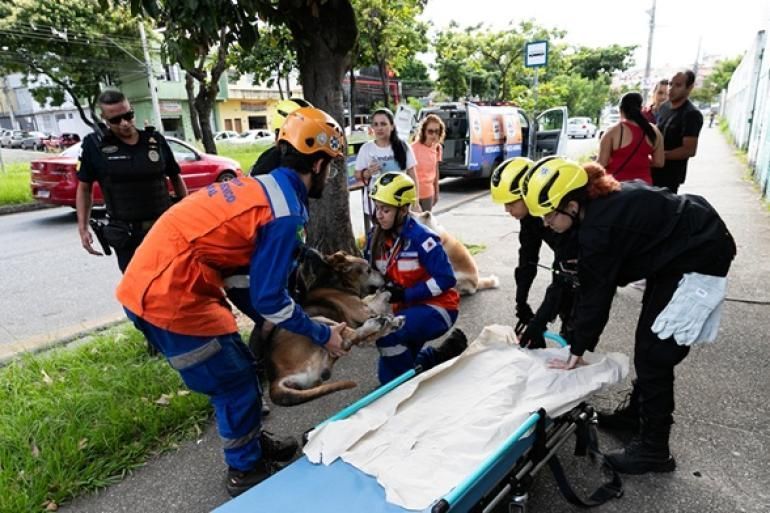 Proteção animal em BH: Observatório reunirá cuidadores, entidades e sociedade