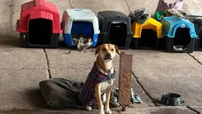 Moradora de rua cede a própria barraca para proteger cães do frio em São Paulo