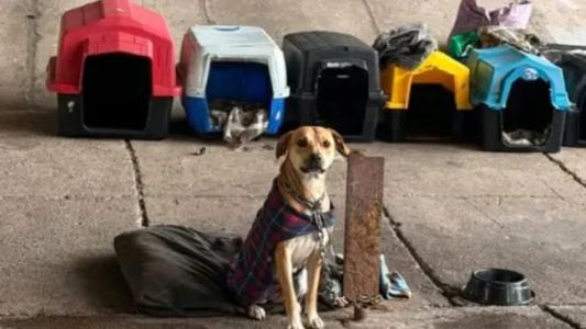 moradora de rua cuida de caes no frio de sao paulo