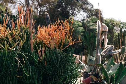Área do Museu Bernardo Paz receberá 15 mil árvores e 1 milhão de arbustos, cactos e plantas floríferas