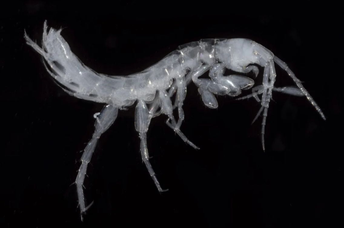 Nova espécie de crustáceos é descoberta no Japão e característica impressiona