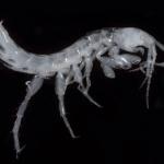 Nova espécie de crustáceos é descoberta no Japão e característica impressiona