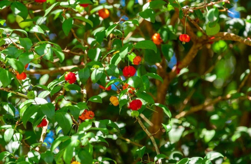 Árvore frutífera que cresce rápido, produz sombra e cabe até em quintais pequenos