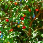 Árvore frutífera que cresce rápido, produz sombra e cabe até em quintais pequenos