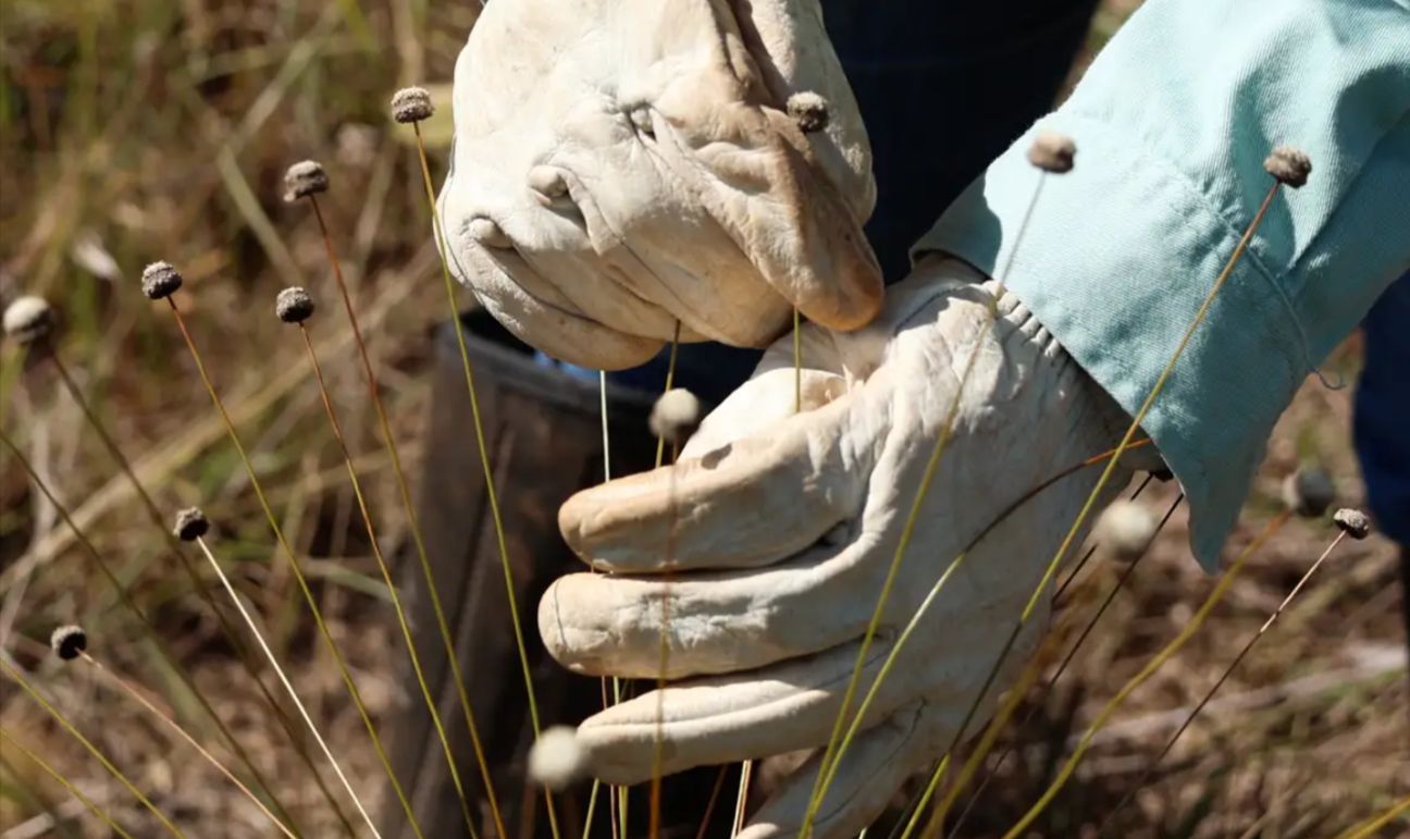 Plantas consideradas extintas há 30 anos são encontradas em Minas Gerais