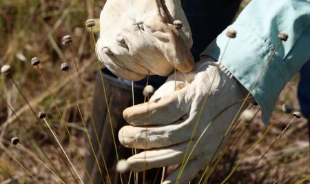 Pesquisadores encontram plantas consideradas extintas há 30 anos.