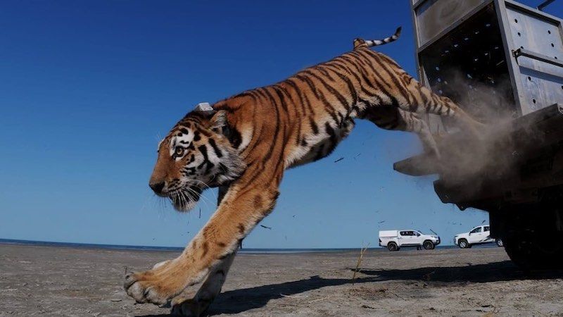 Depois de 70 anos, tigre volta à natureza no Cazaquistão em projeto de conservação