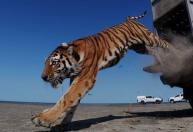 Depois de 70 anos, tigre volta à natureza no Cazaquistão em projeto de conservação