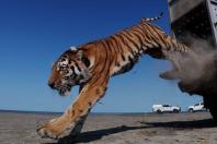 Depois de 70 anos, tigre volta à natureza no Cazaquistão em projeto de conservação
