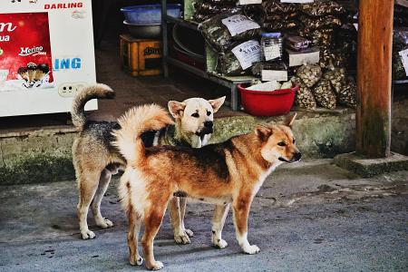 Cães abandondos criam laços tão fortes