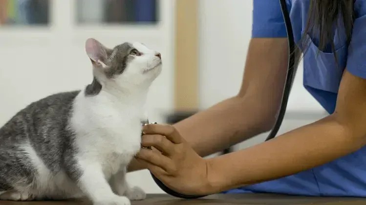 Famílias inscritas no CadÚnico em Varginha têm atendimento para seus animais