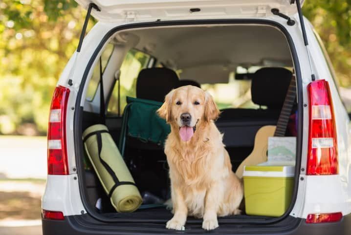 Viagens com pets exigem cuidados para garantir segurança na BR-040