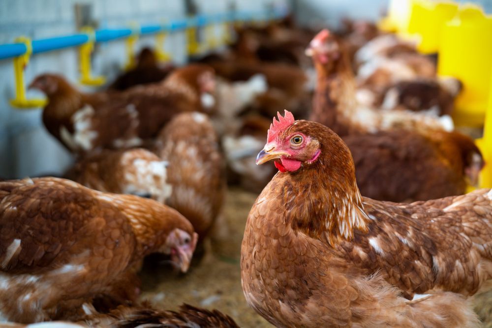 Brasil tem mais de um boi e 7,5 galinhas por habitante; veja onde estão