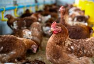 Brasil tem mais de um boi e 7,5 galinhas por habitante; veja onde estão