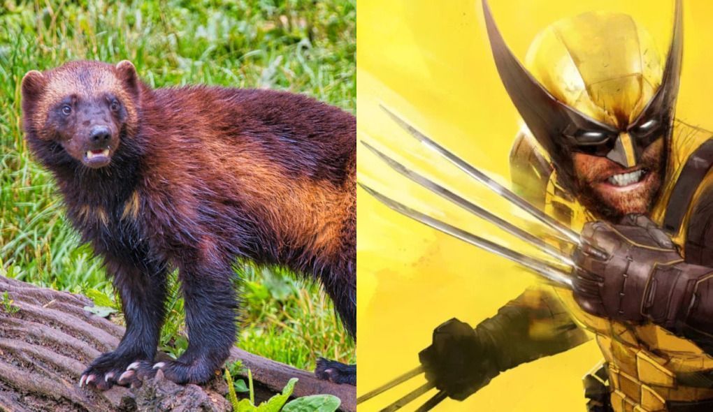 Animal que inspirou Wolverine enfrenta ameaça crescente com avanço do turismo
